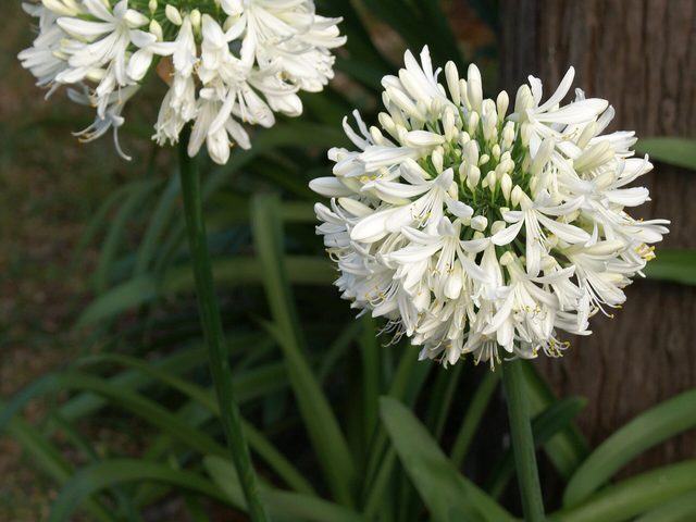 Agapanto (Agapanthus africanus)