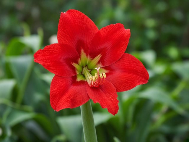 Amarílis (Hippeastrum × hortorum)