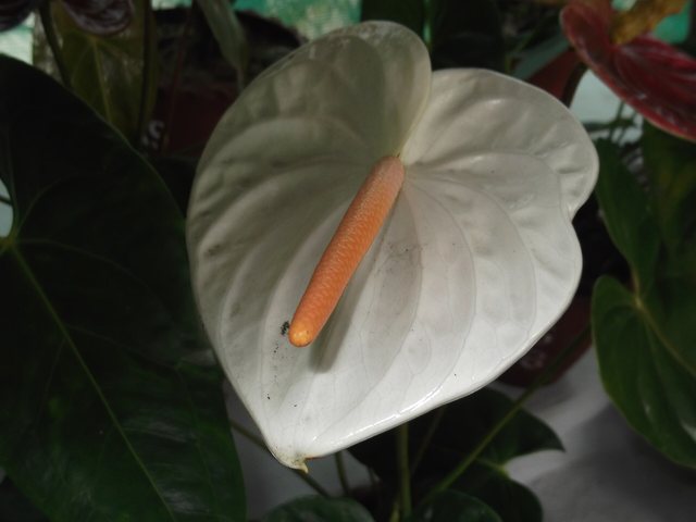Antúrio (Anthurium andraeanum)