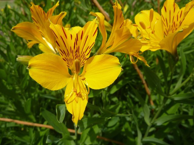 Astromélia (Alstroemeria aurea)