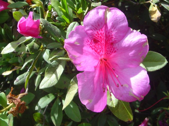 Azaleia (Rhododendron simsii)