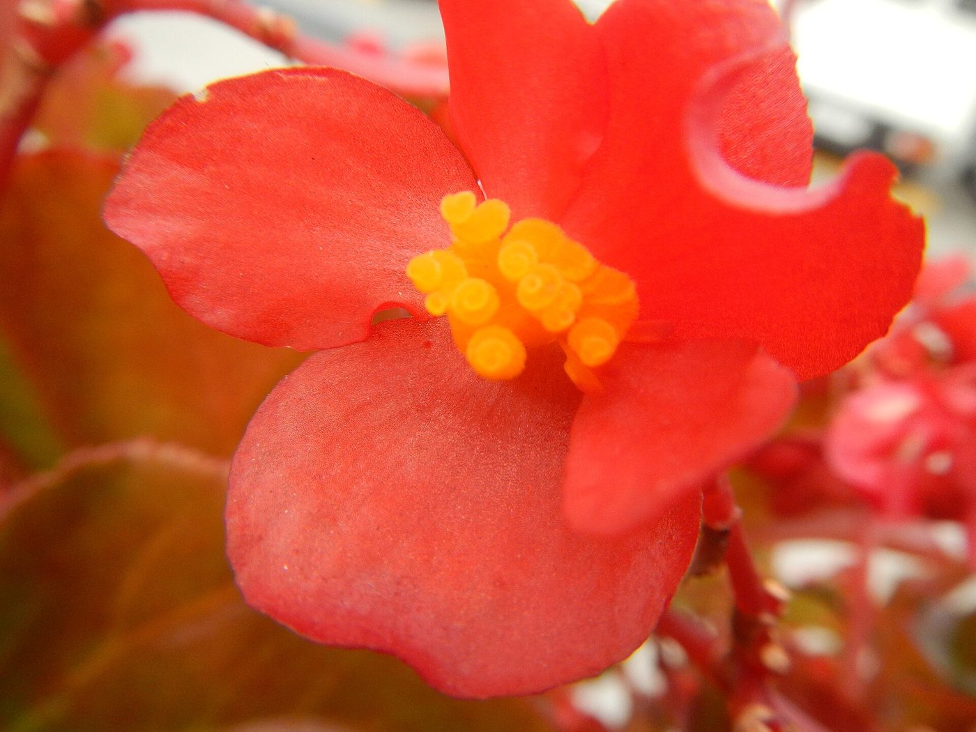 Begônia