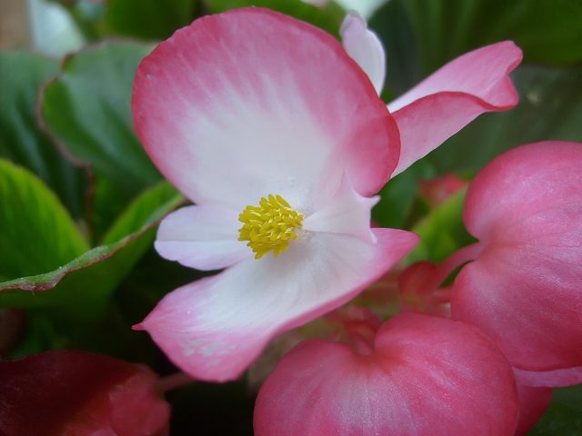 Begônia (Begonia × semperflorens-cultorum)
