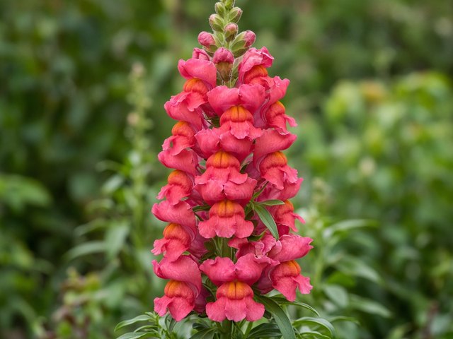 Boca-de-leão (Antirrhinum majus)