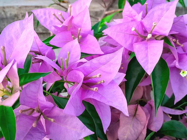 Buganvília (Bougainvillea glabra)