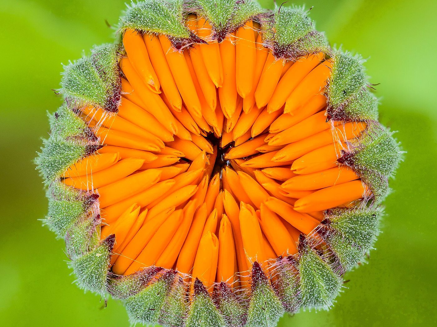 Calêndula