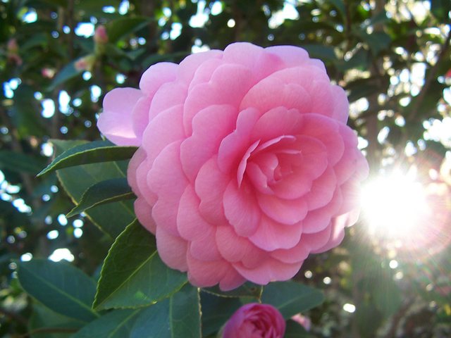 Camélia (Camellia japonica)