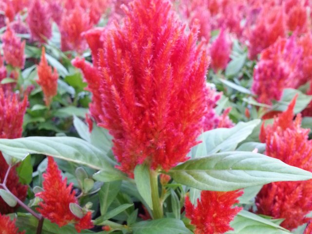 Celósia (Celosia argentea)