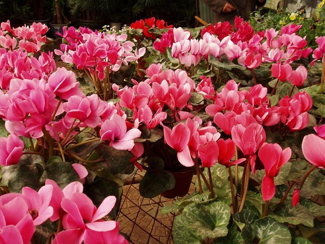 Ciclame (Cyclamen persicum)