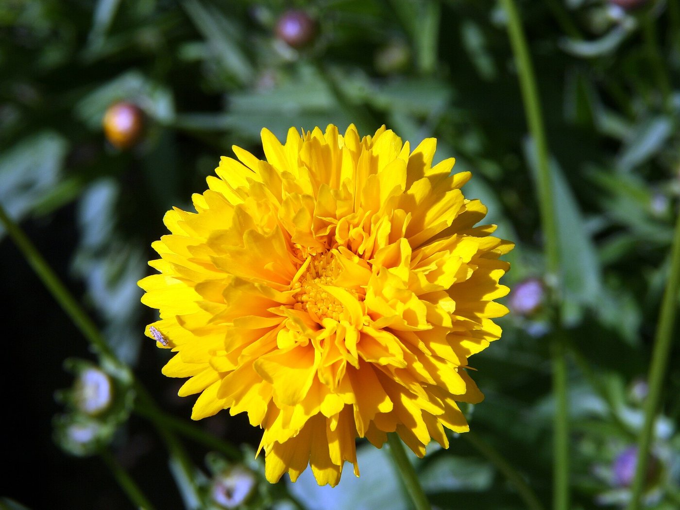 Coreopsis
