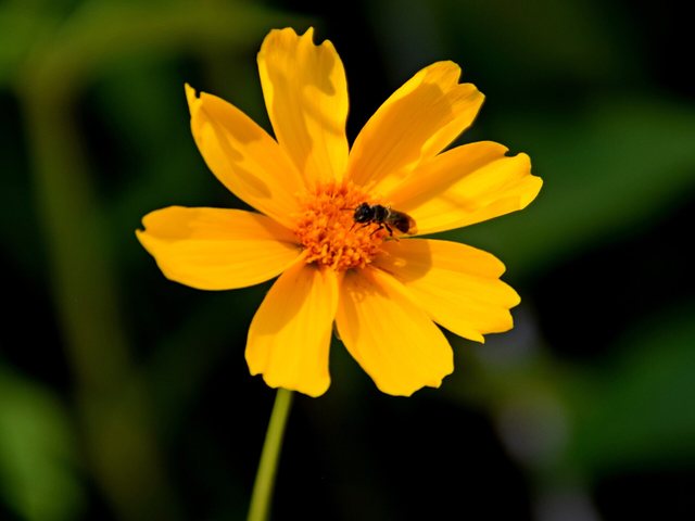 Coreopsis (Coreopsis grandiflora)