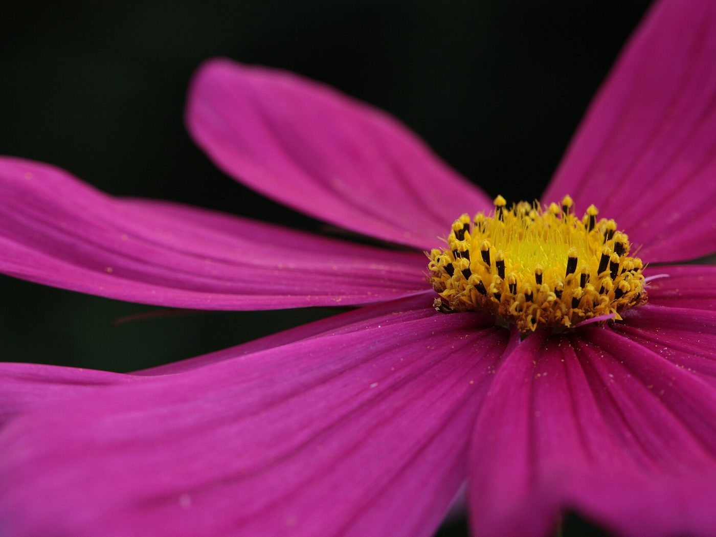 Cosmos