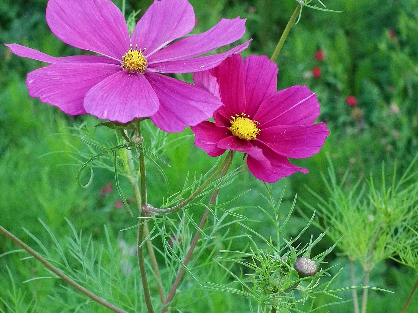 Cosmos