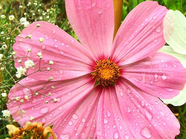 Cosmos (Cosmos bipinnatus)
