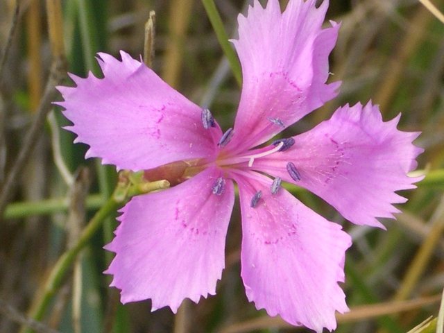 Cravo (Dianthus caryophyllus)
