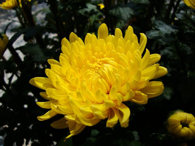Crisântemo (Chrysanthemum × morifolium)