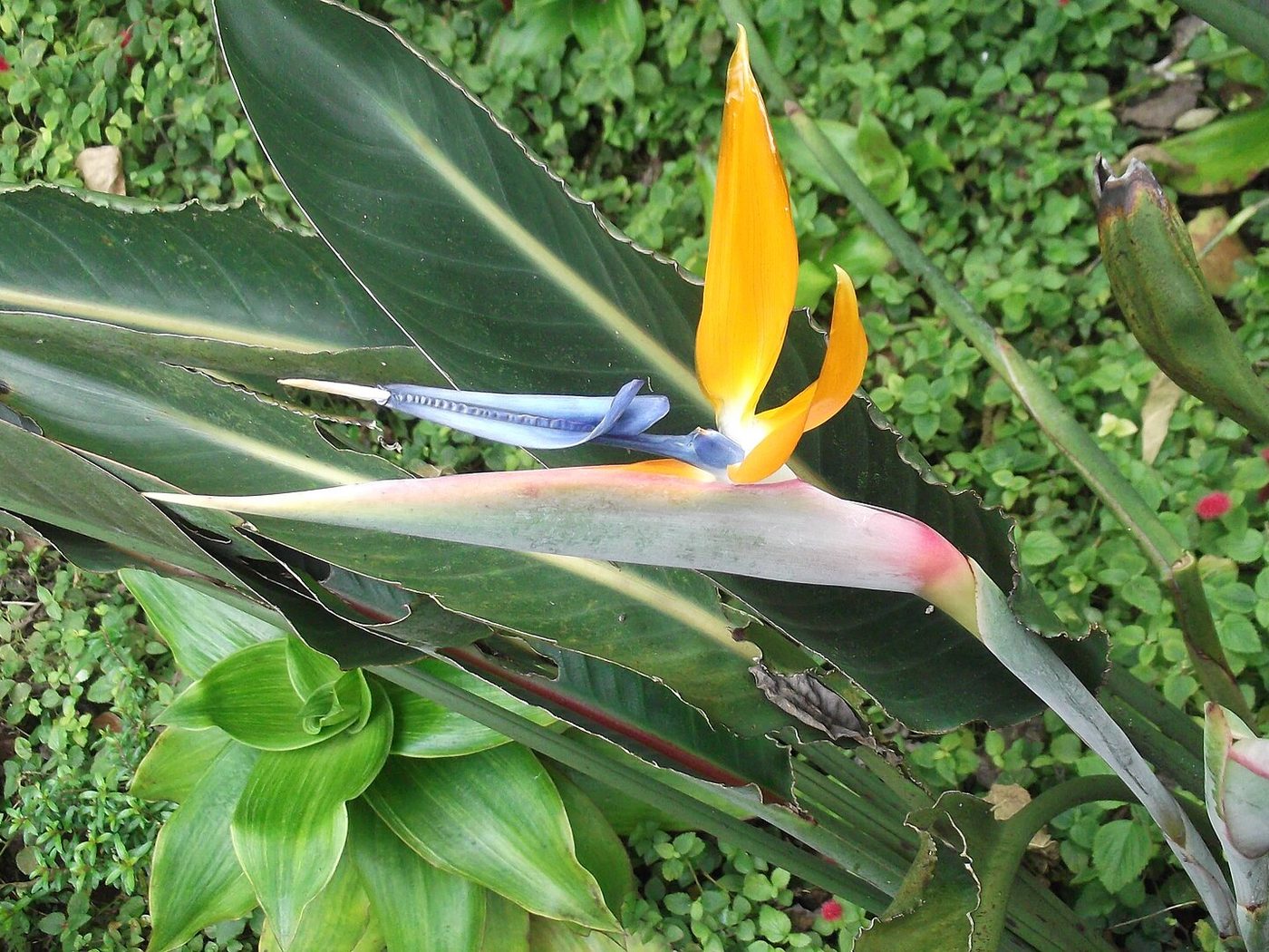 Estrelitzia