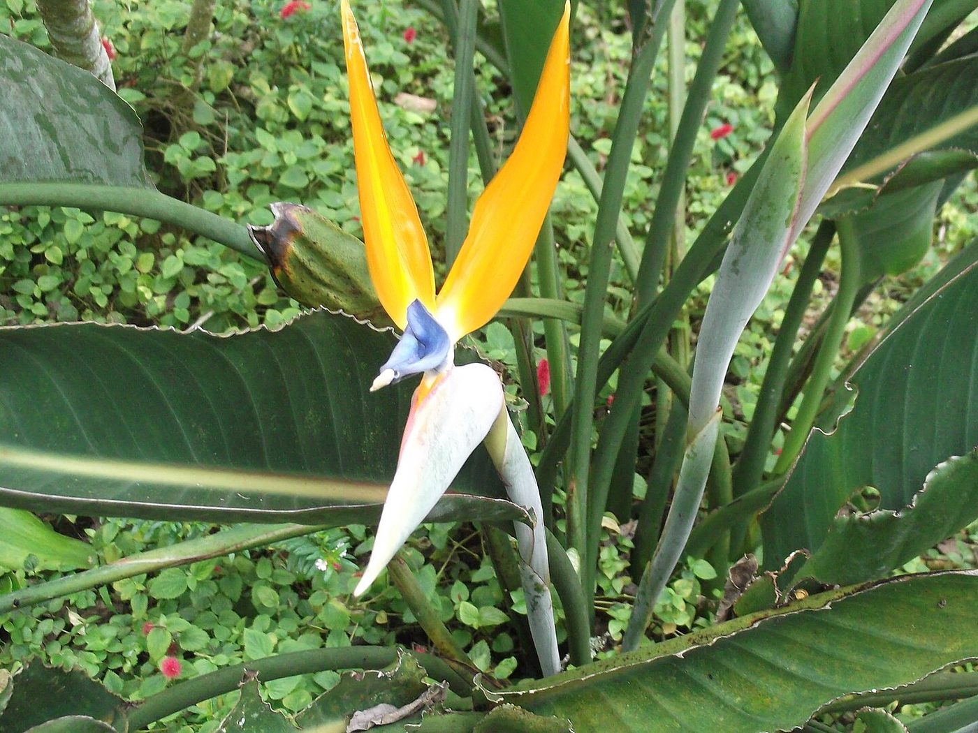 Estrelitzia