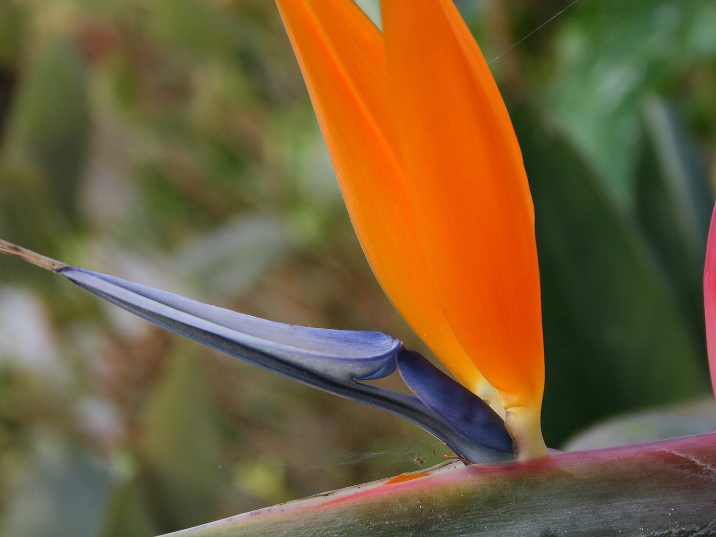 Estrelitzia