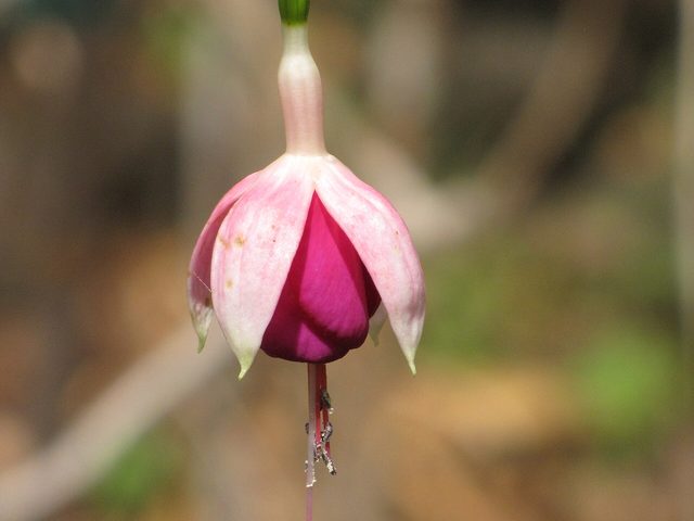 Fúcsia (Fuchsia × hybrida)