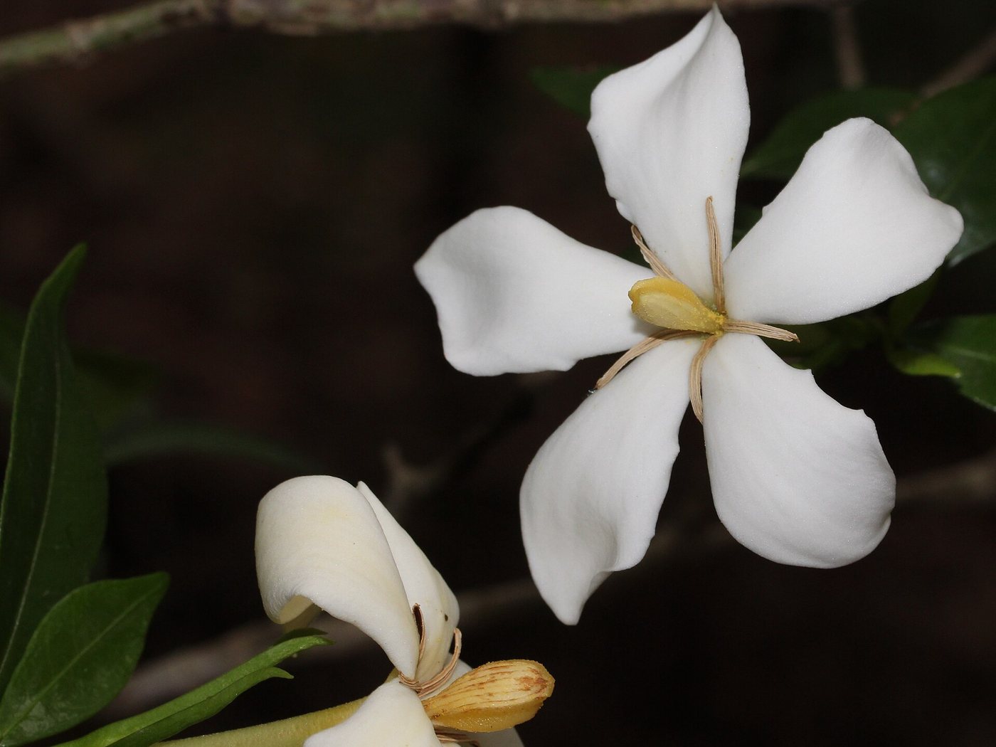 Gardenia