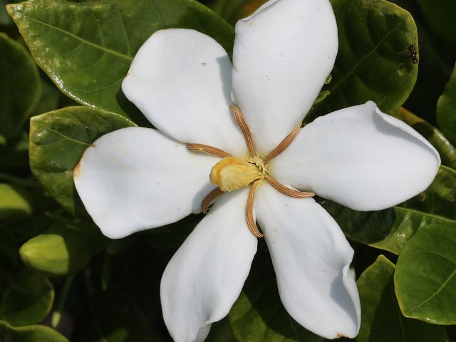 Gardenia (Gardenia jasminoides)
