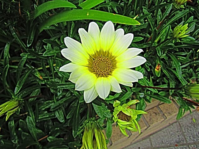 Gazânia (Gazania rigens)