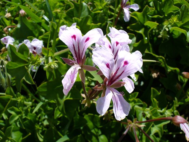Gerânio (Pelargonium × hortorum)