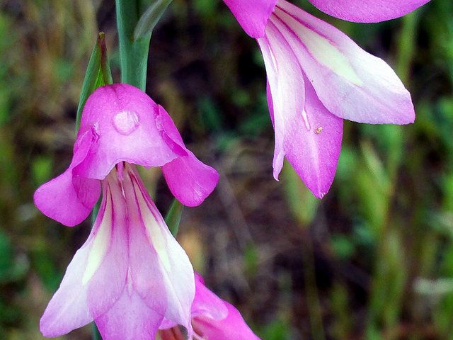 Gladíolo (Gladiolus × hortulanus)