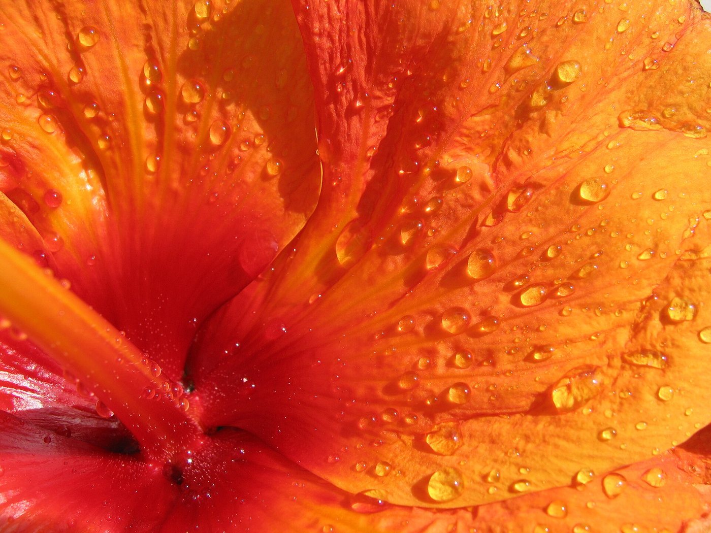 Hibisco