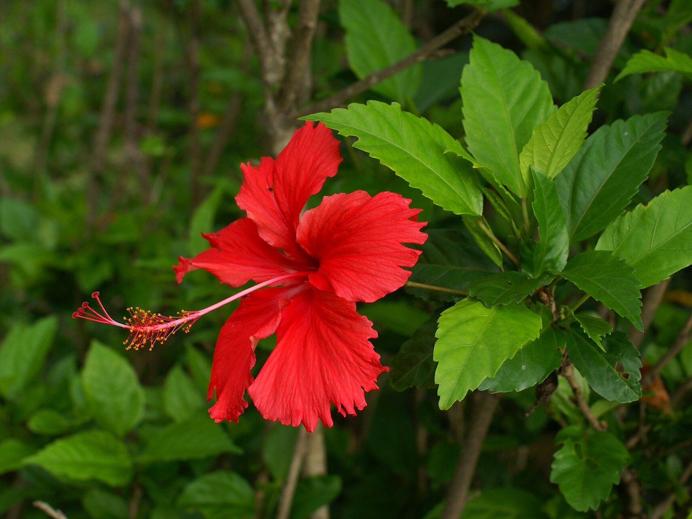 Hibisco