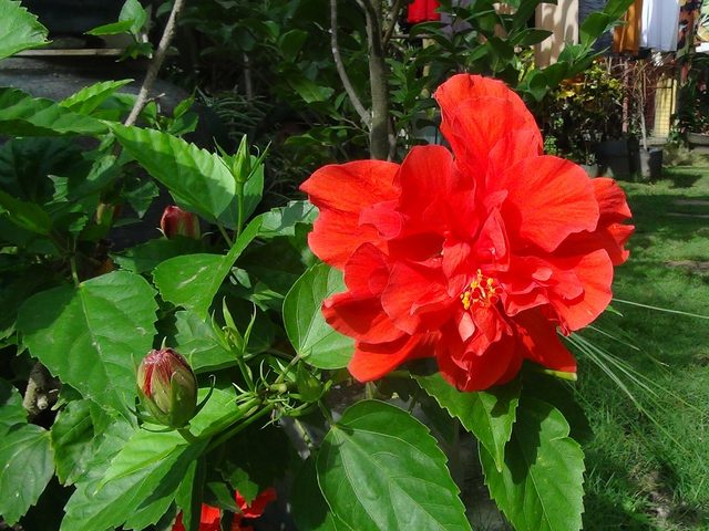 Hibisco (Hibiscus rosa-sinensis)
