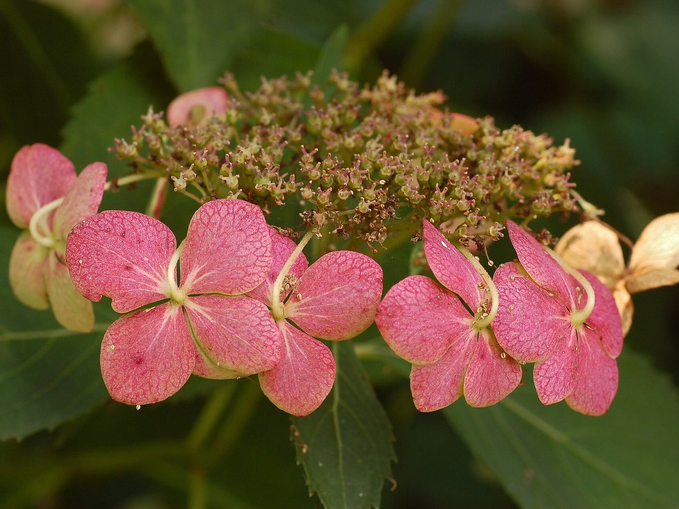 Hortênsia