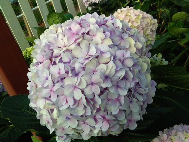 Hortênsia (Hydrangea macrophylla)