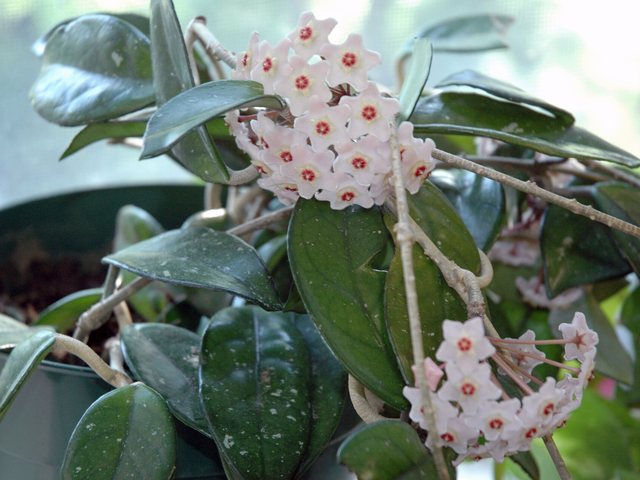 Hoya (Hoya carnosa)