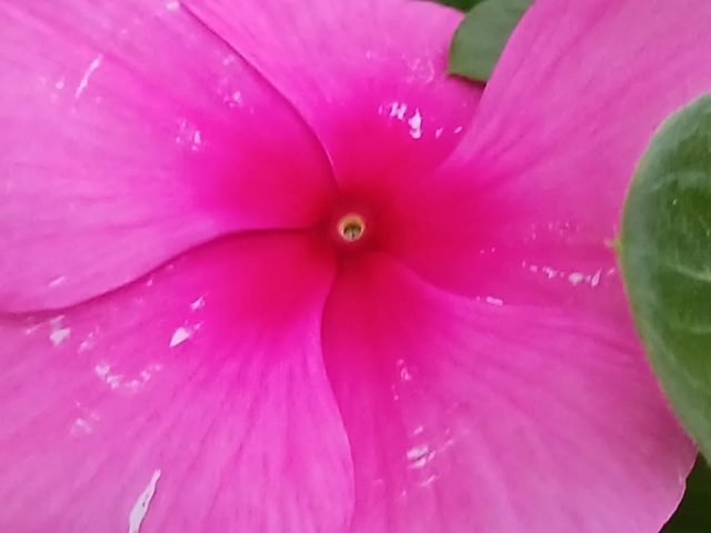 Beijinho (Impatiens walleriana)
