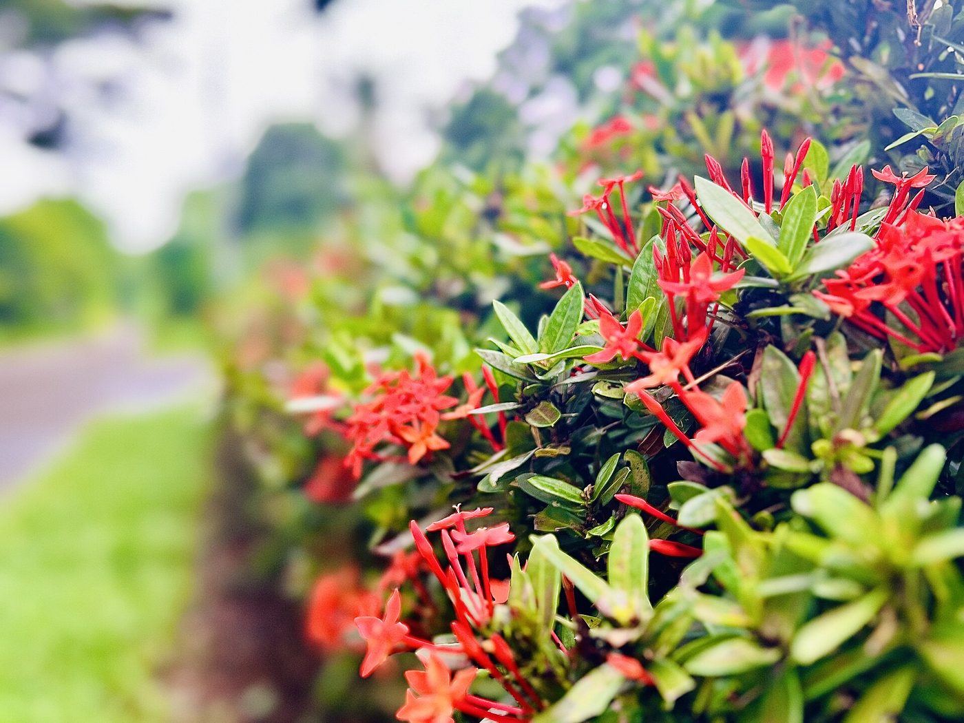 Ixora