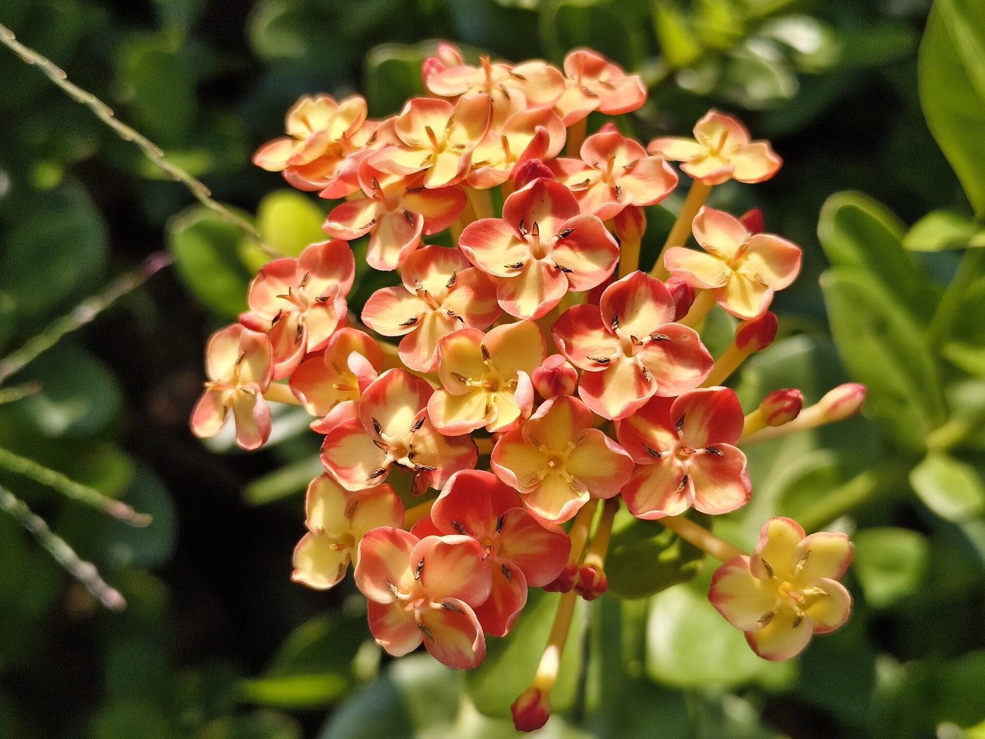 Ixora