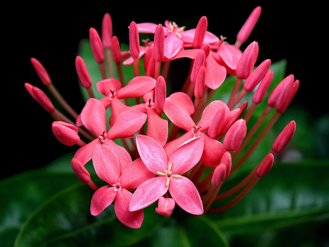 Ixora