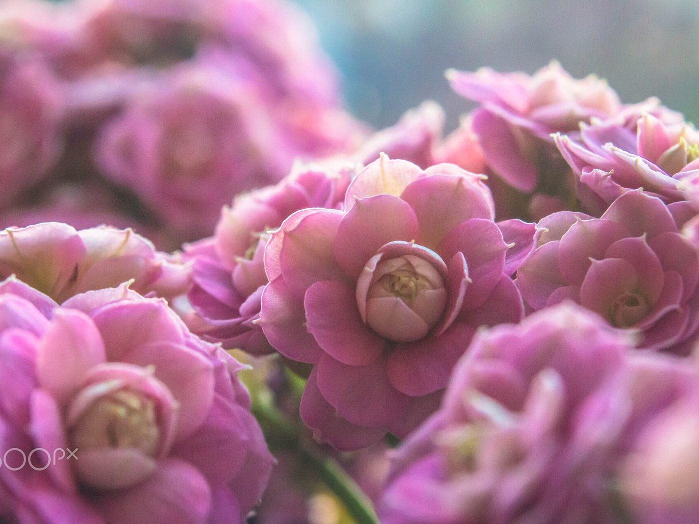 Kalanchoe