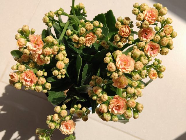 Kalanchoe (Kalanchoe blossfeldiana)