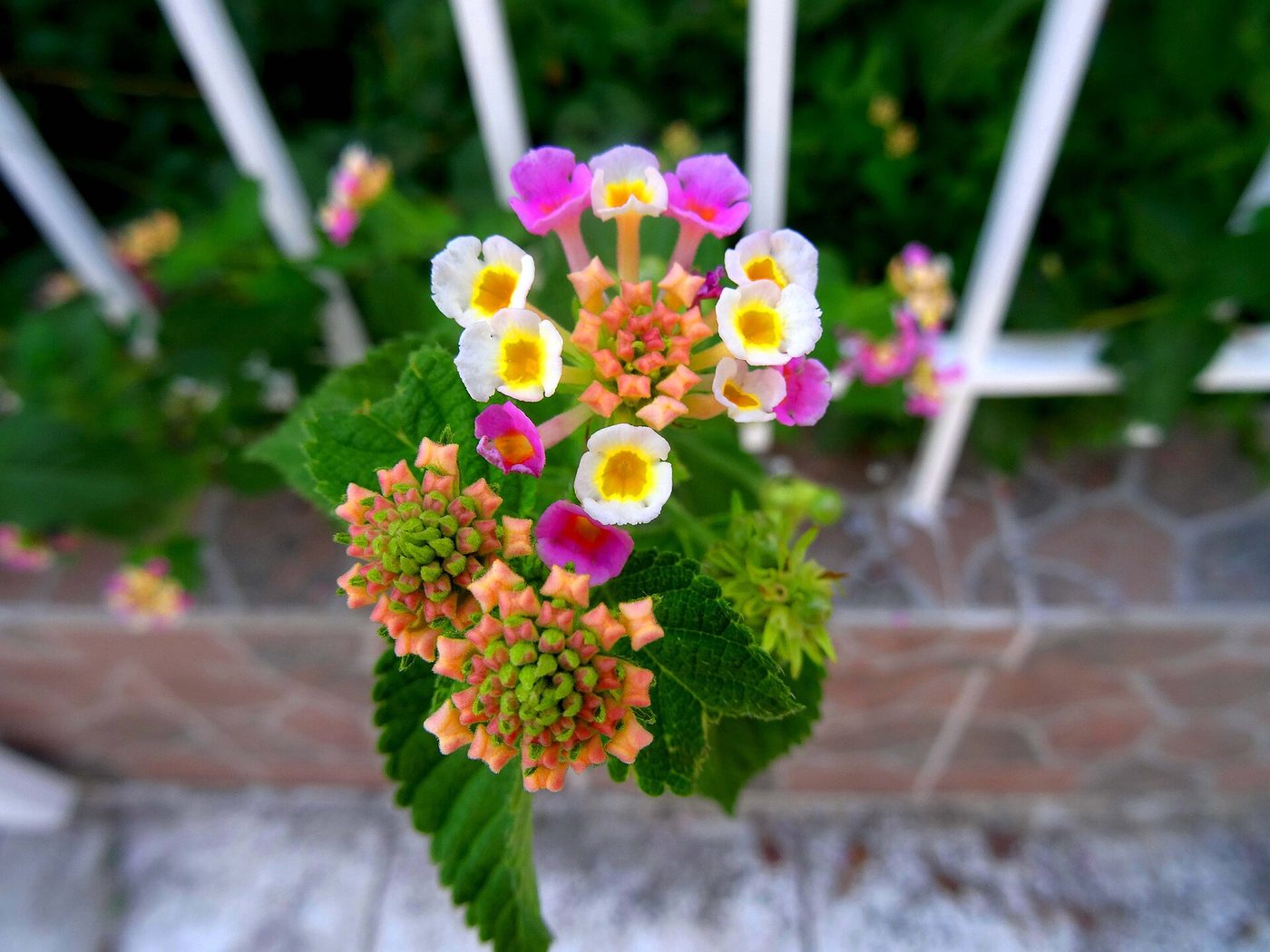 Lantana