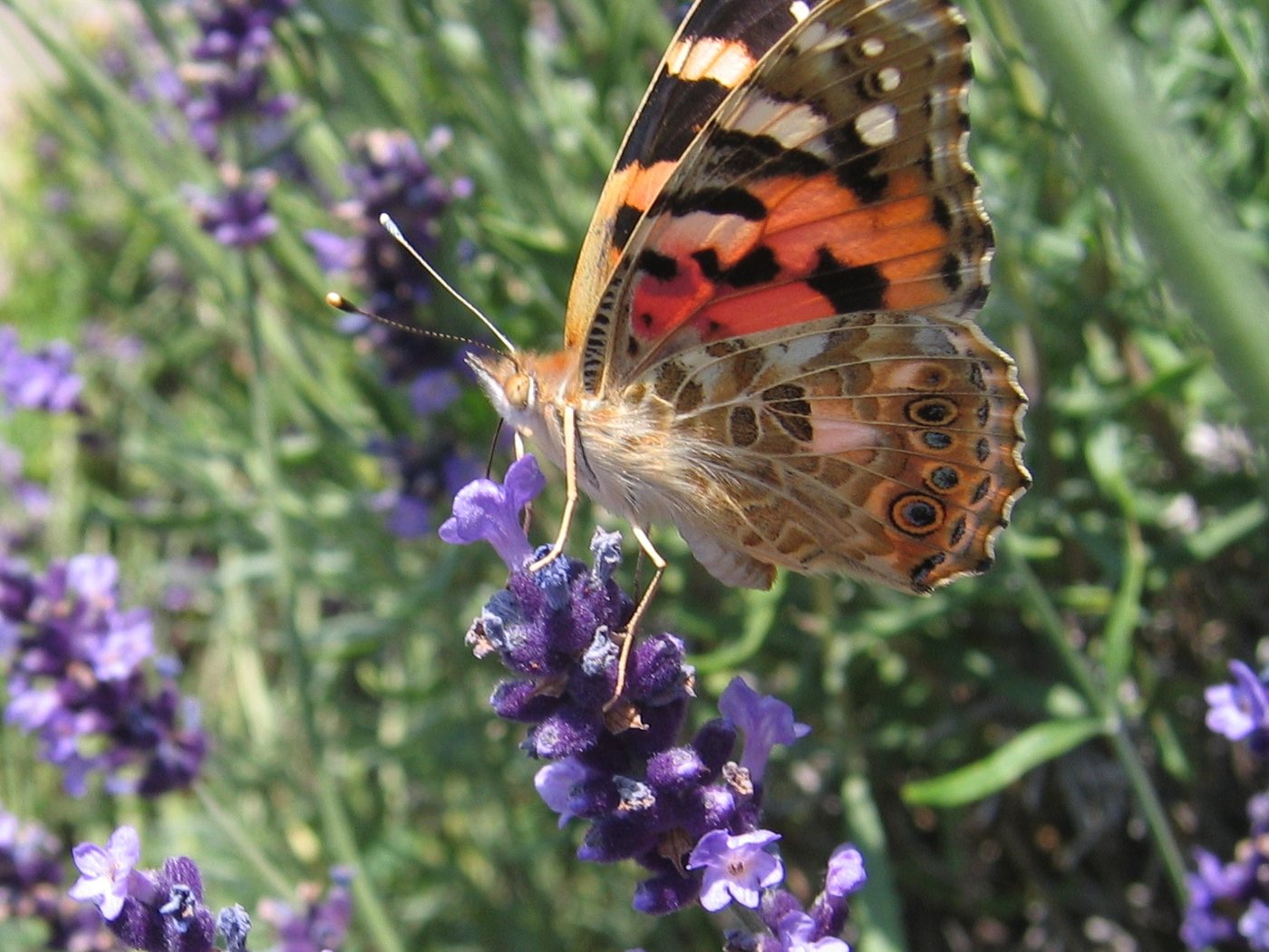Lavanda