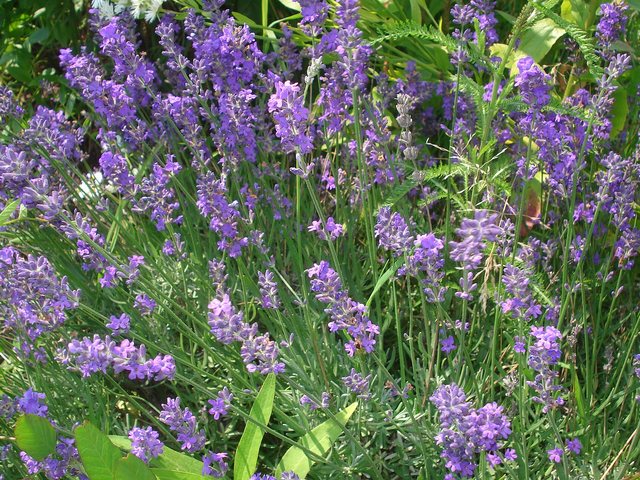 Lavanda (Lavandula angustifolia)