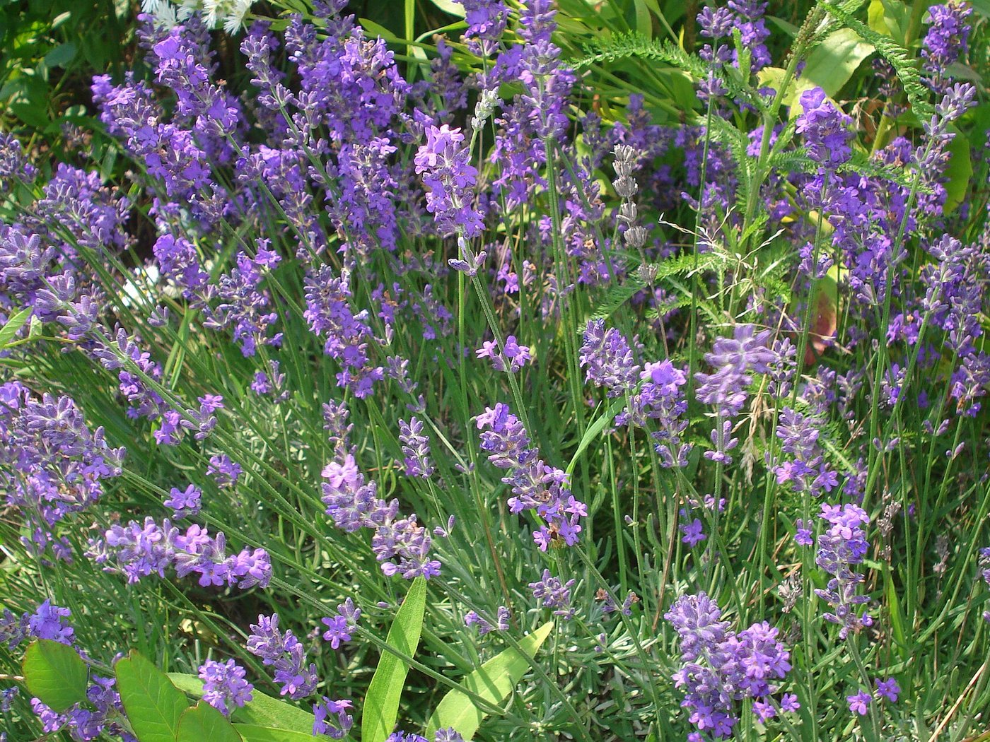 Lavanda