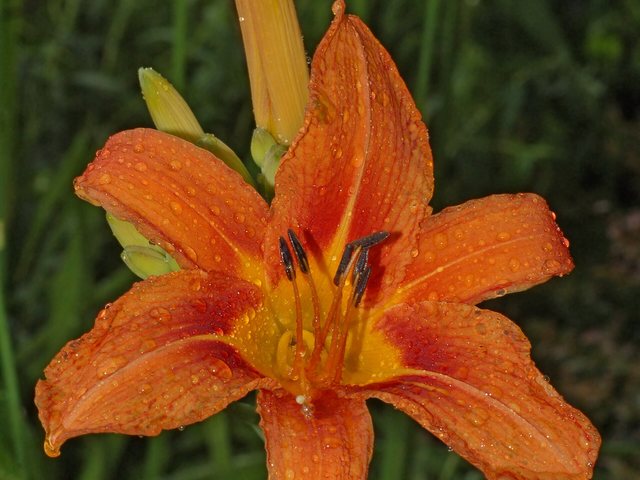 Lírio (Lilium × hybridum)