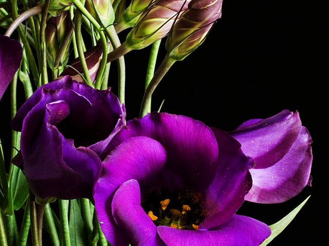 Lisianthus (Eustoma grandiflorum)