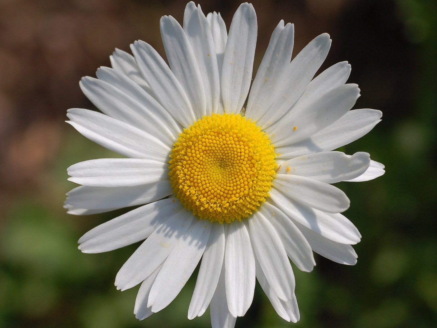 Margarida