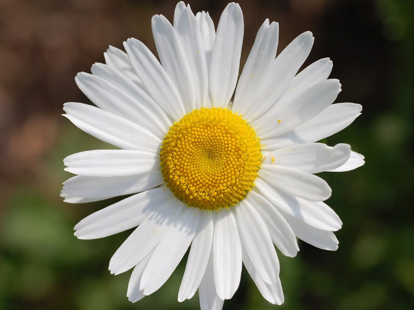 Margarida