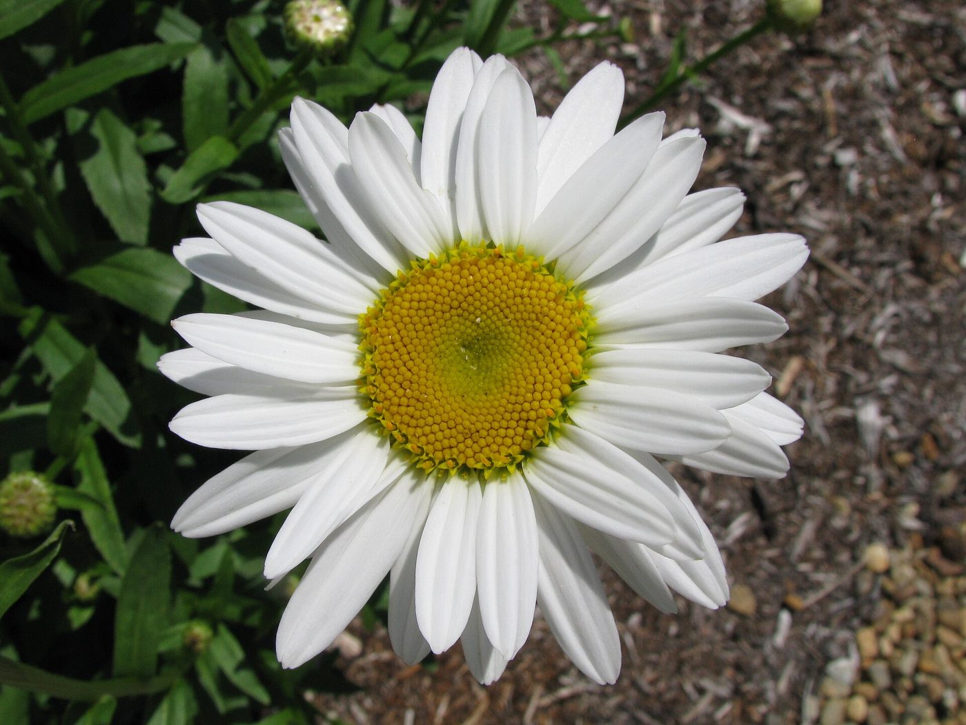 Margarida